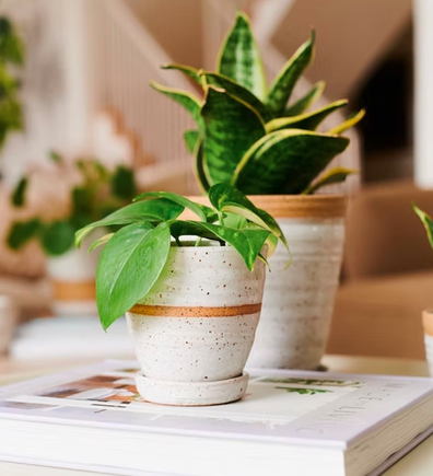 PEC Ceramic Artisan Planter