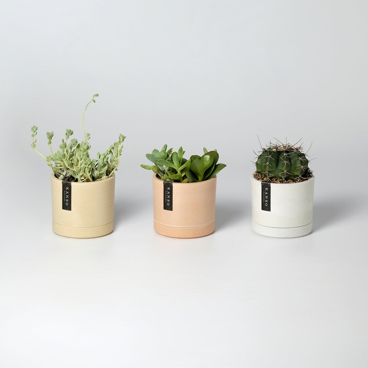 The Bloom Box