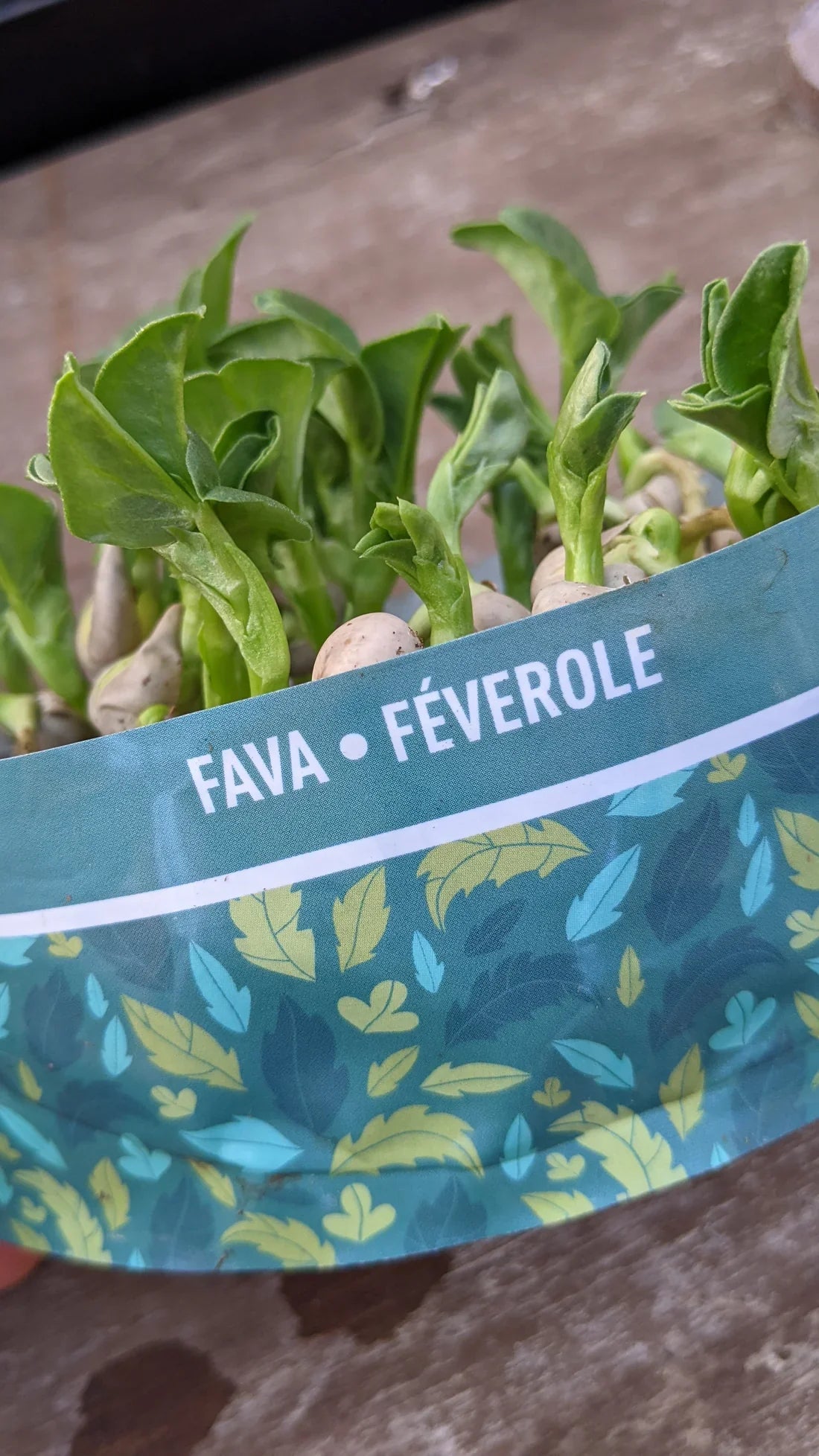 Micro Garden Microgreens Kit Bundle - Pea Shoots, Cat Grass & Fava
