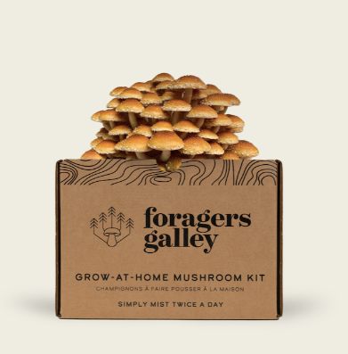 Grow-At-Home Mushroom Kit - Chestnut