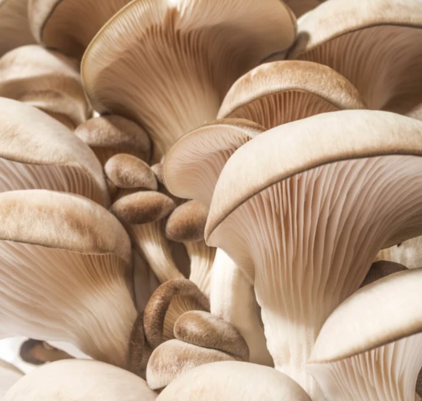 Oyster Mushroom Kit