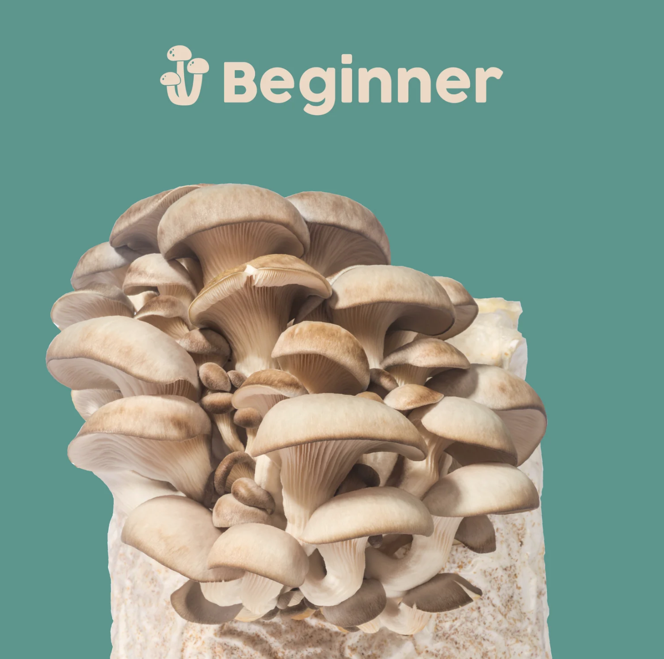 Oyster Mushroom Kit