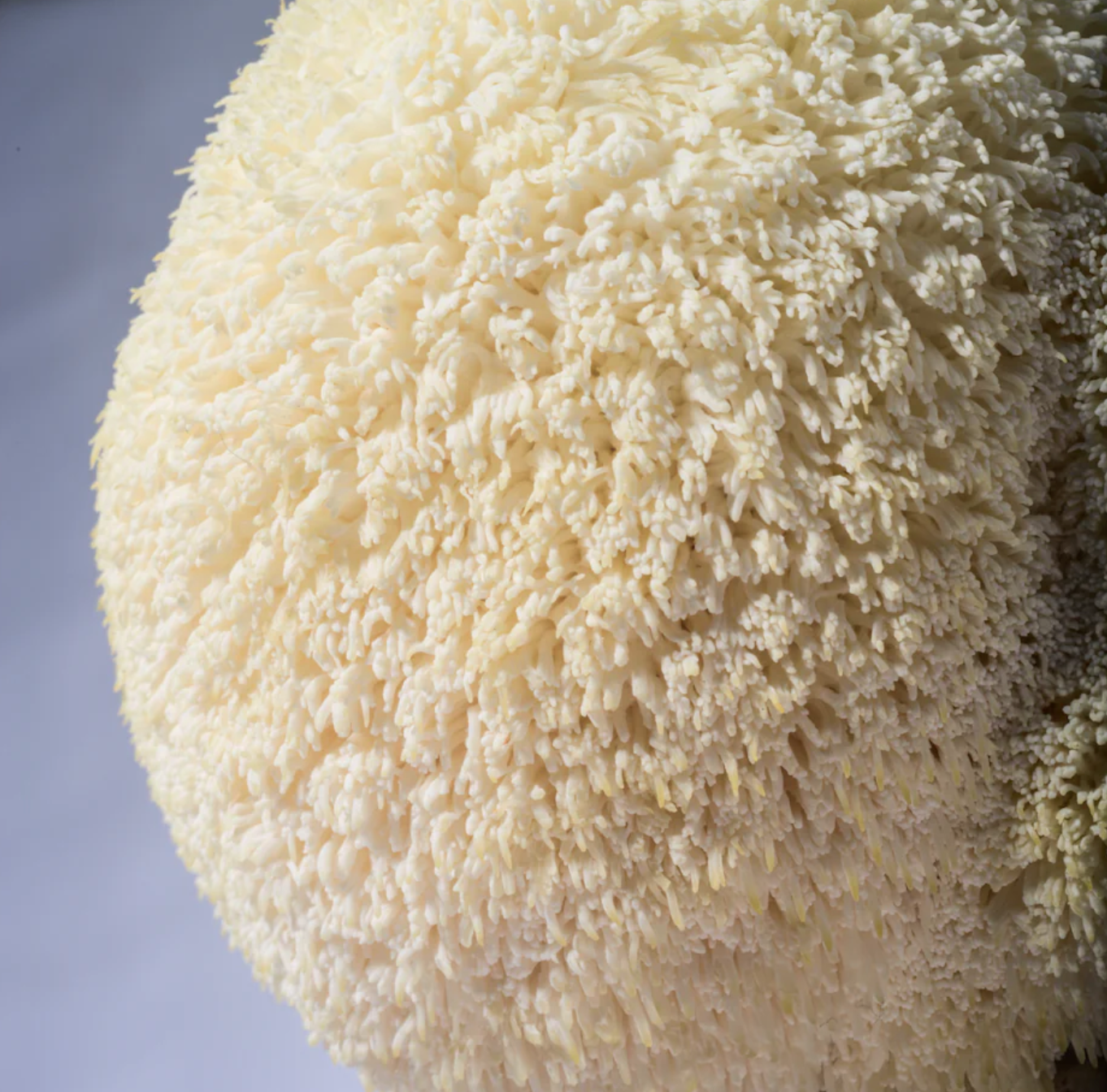 Lion's Mane Mushroom Kit