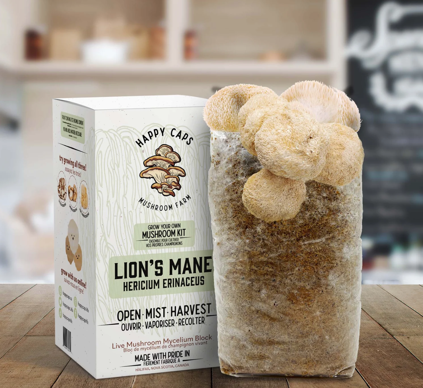 Lion's Mane Mushroom Kit