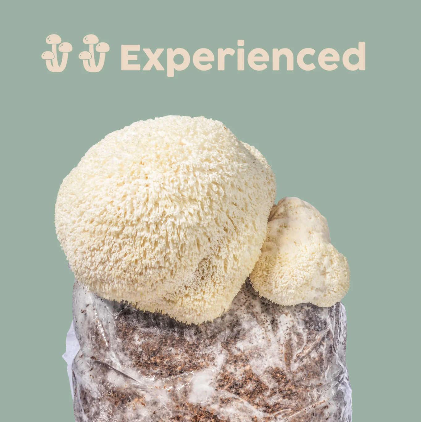 Lion's Mane Mushroom Kit