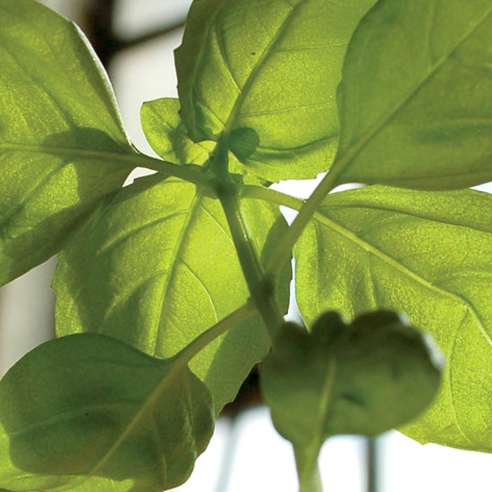 Sprout Plantable Pencils with Seed Paper Backing