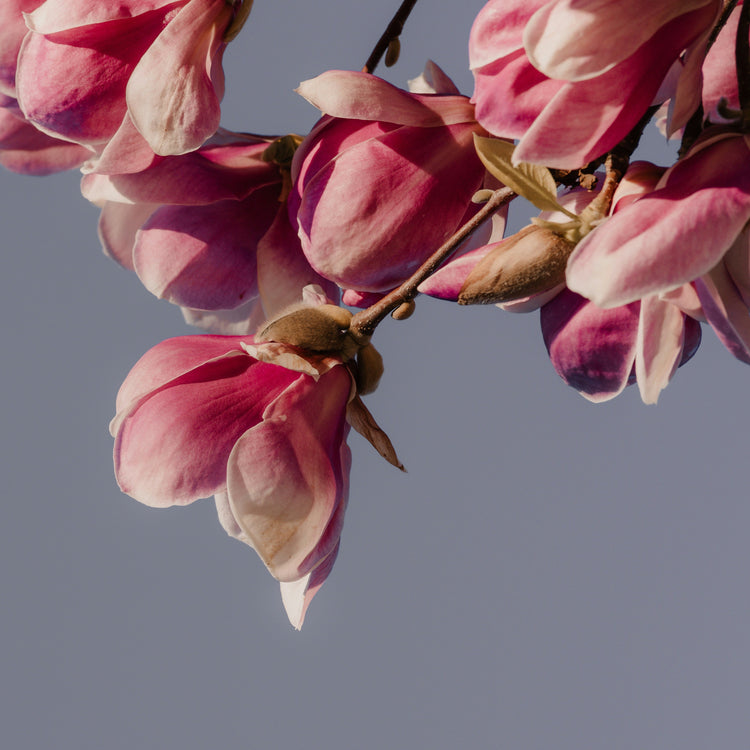 Spring Collection
