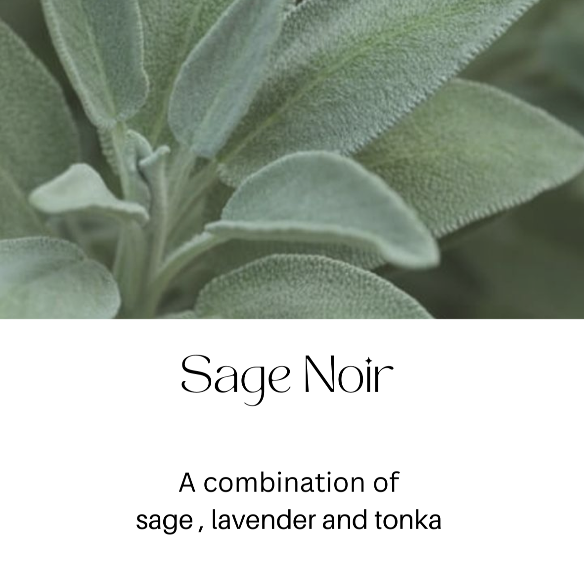 Sage Noir Body Cream