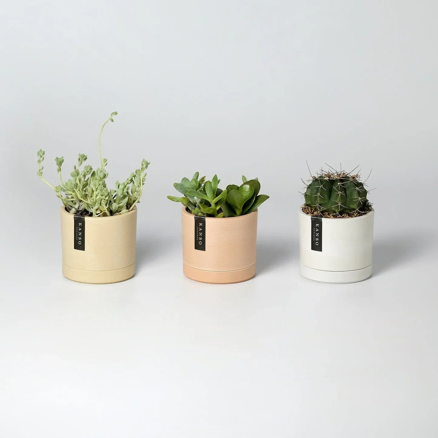 Microgreens Kit Bundle with mini planters - 6 varieties - Zero plastic option