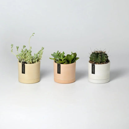 Microgreens Kit Bundle with mini planters - 6 varieties - Zero plastic option