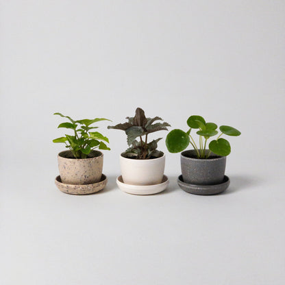 Microgreens Kit Bundle with mini planters - 6 varieties - Zero plastic option