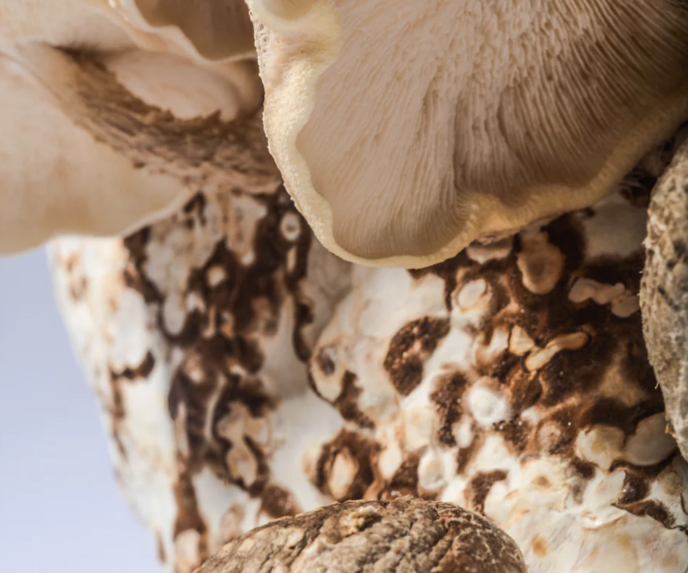 Shiitake Mushroom Kit