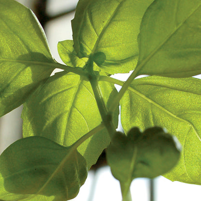 Sprout Plantable Pencils with Seed Paper Backing