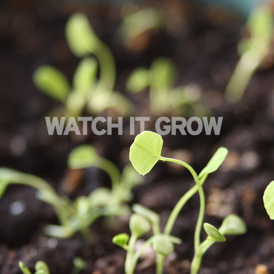 Brandable Plant-able Seed Paper Wristbands